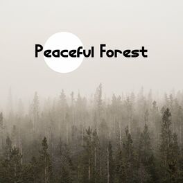 Nature Sounds Peaceful Forest Natural Mindfulness Training Animals Nature Meditation For Your Soul And Body Lyrics And Songs Deezer