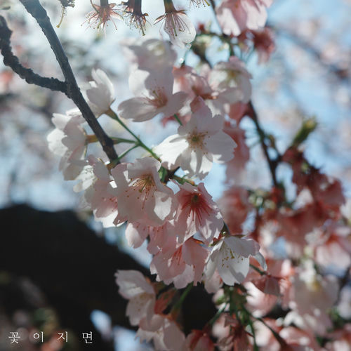 EachOne – When the flowers fall – Single