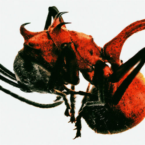 QM – ANT