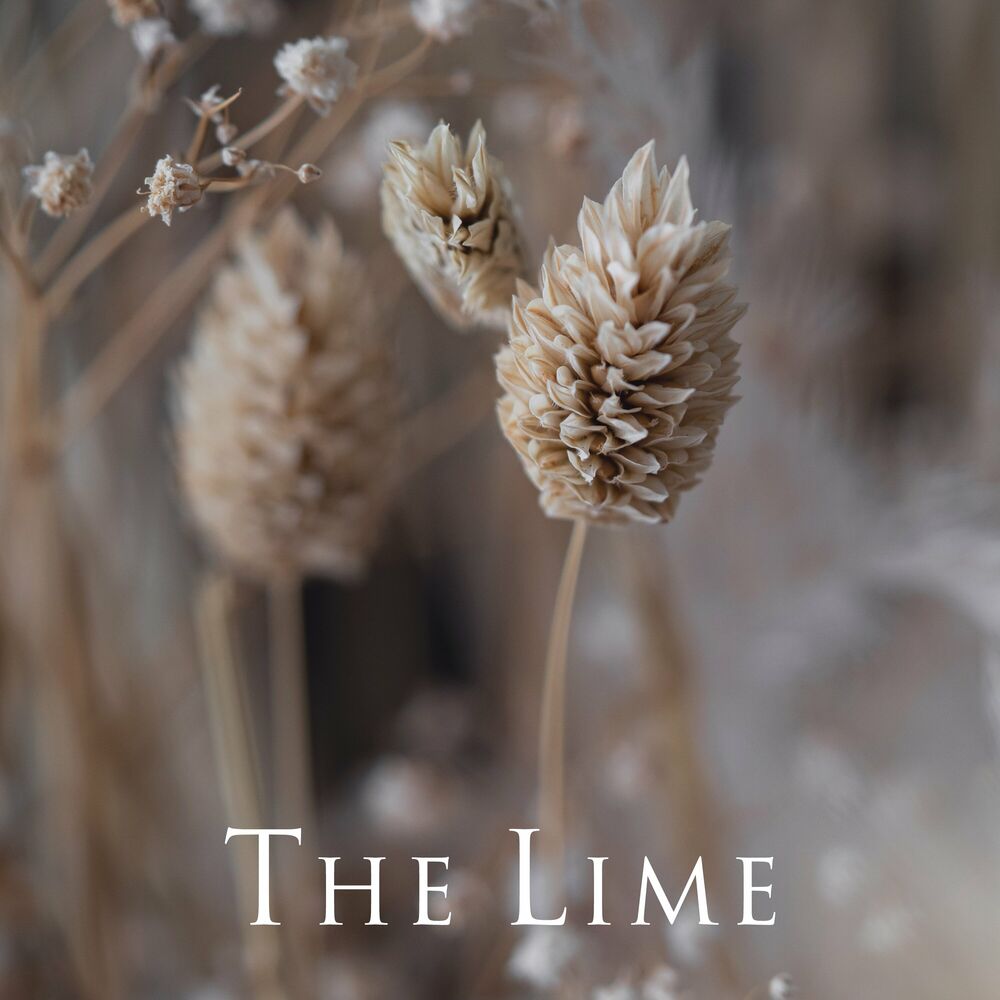 The Lime – im Sorry – Single