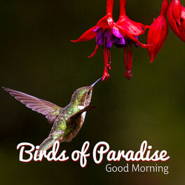 Nature Music Zone Birds Of Paradise Good Morning Alarm Clock