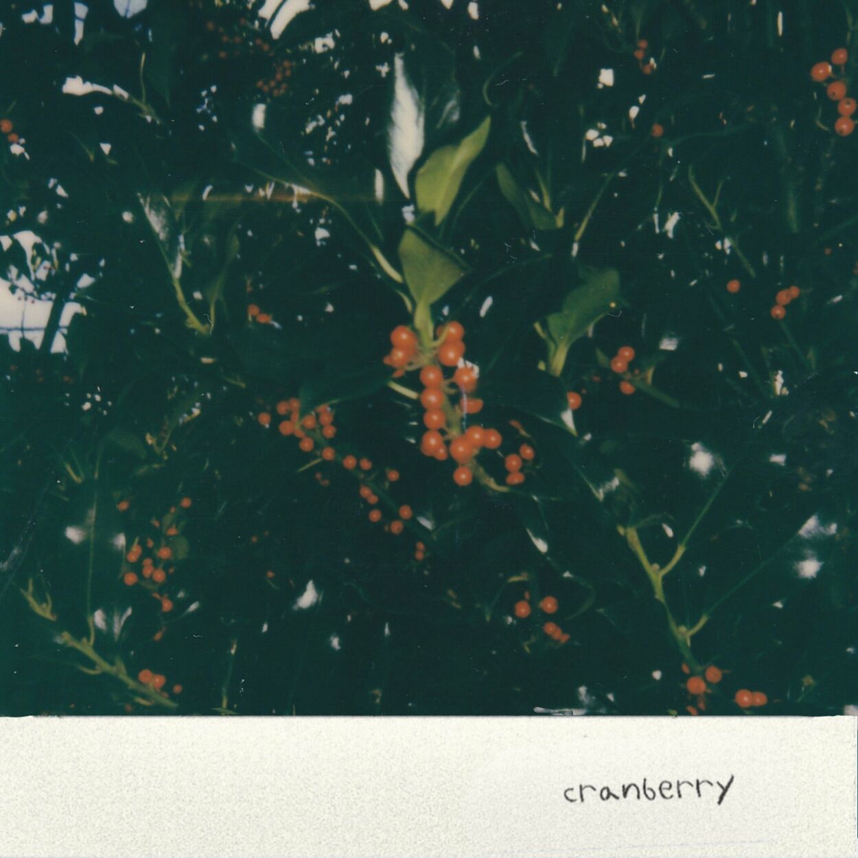 LEVENUE – Cranberry – Single