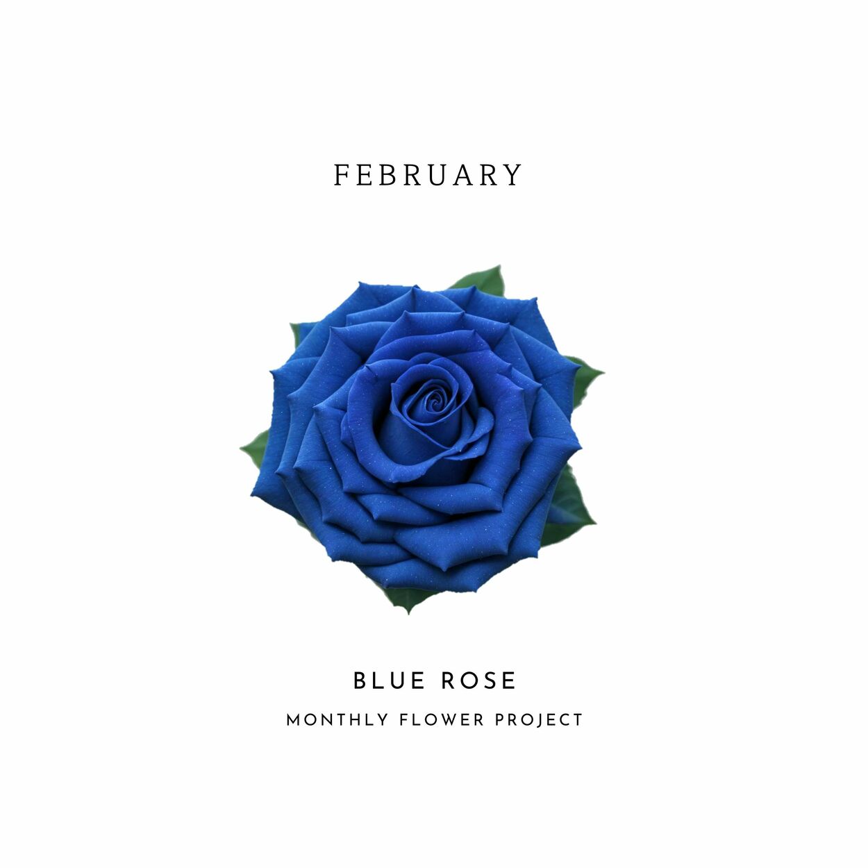 PERC%NT – Blue Rose – Single