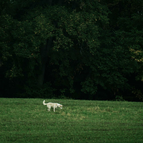 Bosudongcooler – James – Single