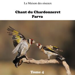TÉLÉCHARGER CHANT DE CHARDONNERET PARVA CHARDONNERET PARVA CHANT DE TÉLÉCHARGER