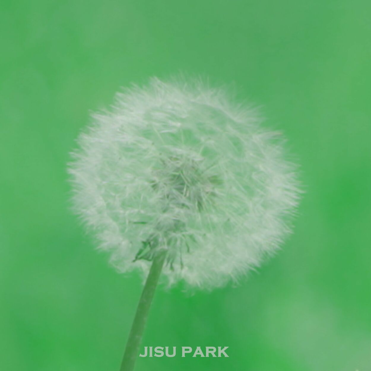 Jisu Park – think of you – Single