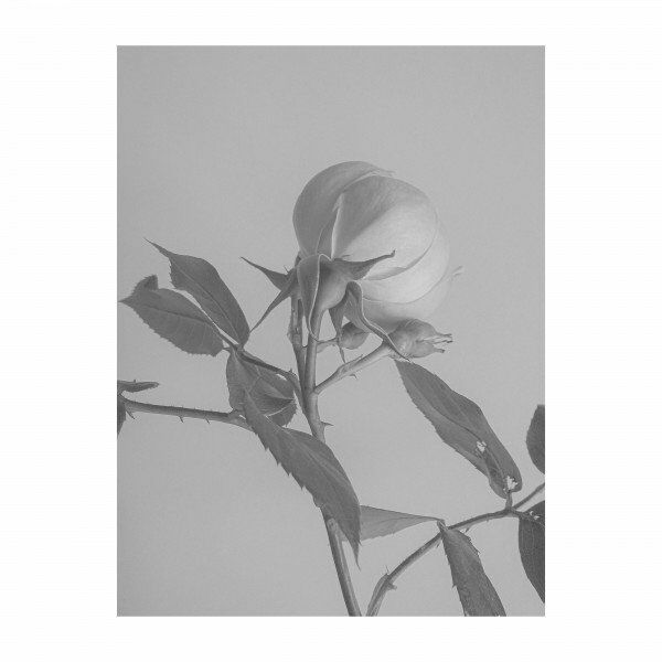 Imminence - Paralyzed (Acoustic) [single] (2020)
