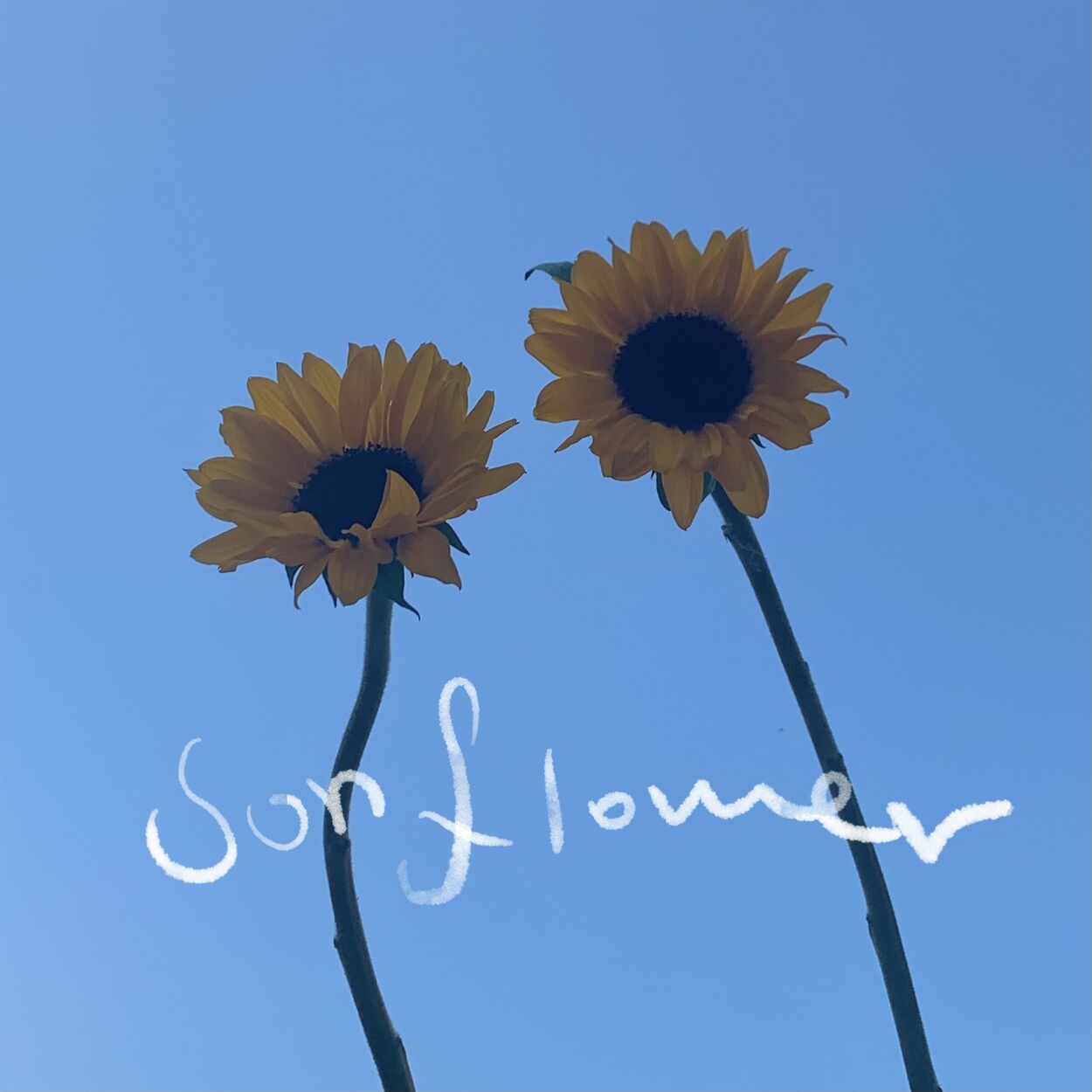 LAS – Sun Flower(2023) – Single