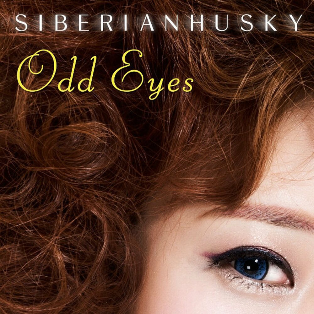 Siberian Husky – Odd Eyes