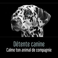 Various Artists Détente Canine Calme Ton Animal De