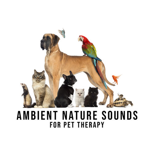 Pet Care Club Water Sounds Listen On Deezer