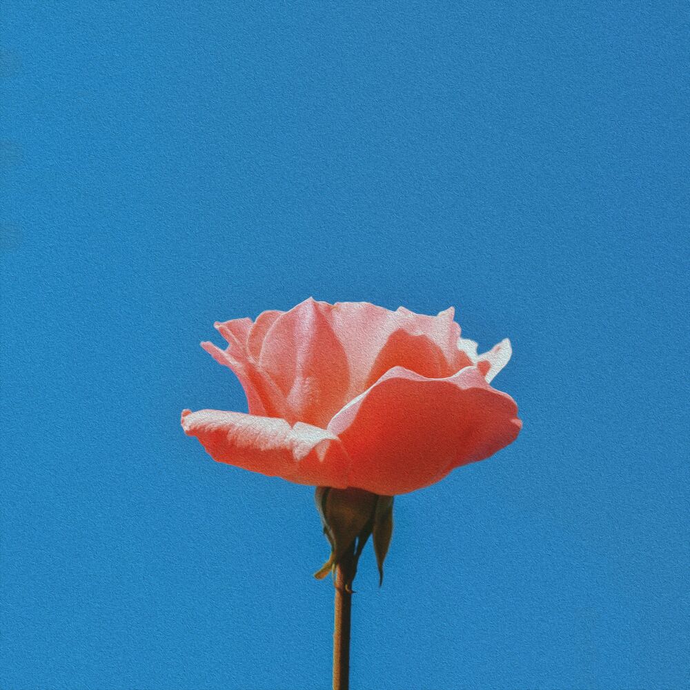 I:AN – Faded Flower – EP