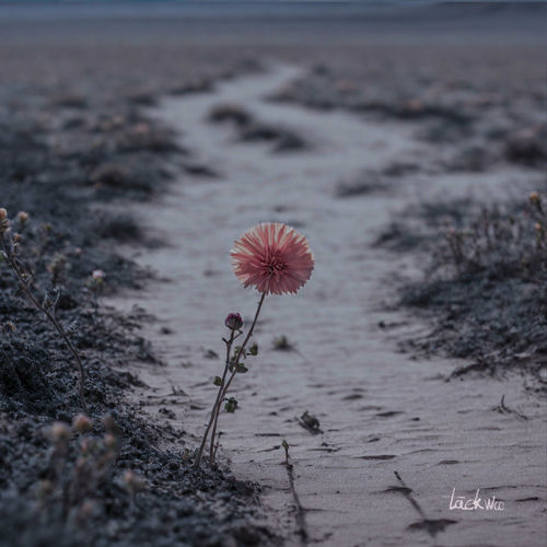 Taekwoo – Please plant a flower – Single