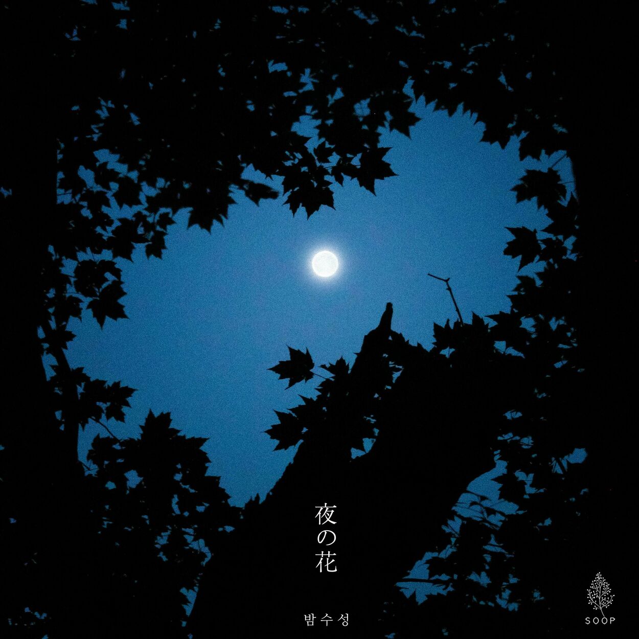 BAMSOOSUNG – Flowers Of The Night (夜の花) – Single