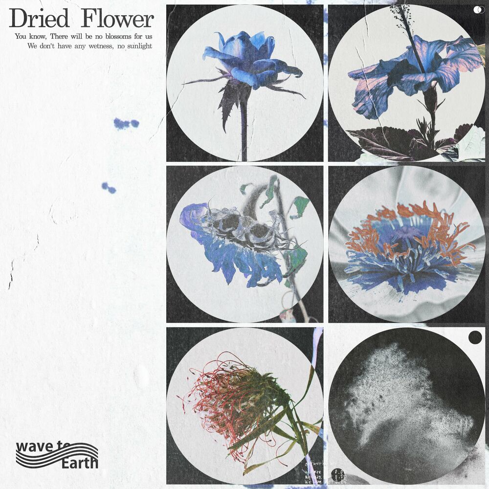 wave to earth – dried flower – Single