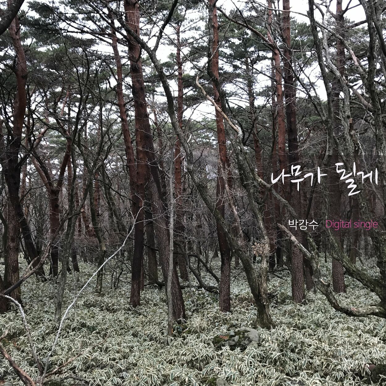 Park Kang Soo – become a tree – Single