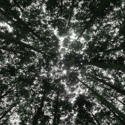 D82 – Forest – Single