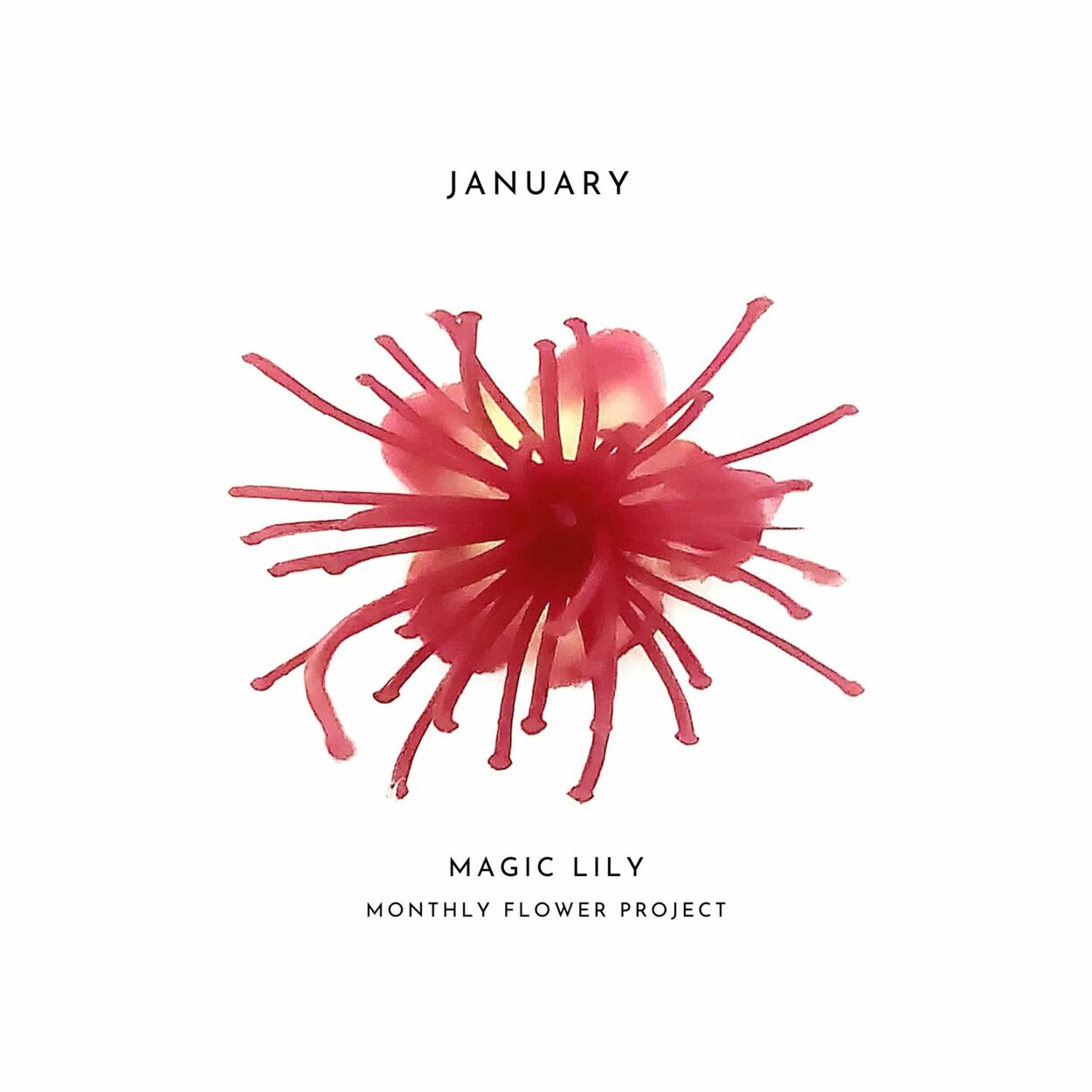 PERC%NT – Magic Lily – Single