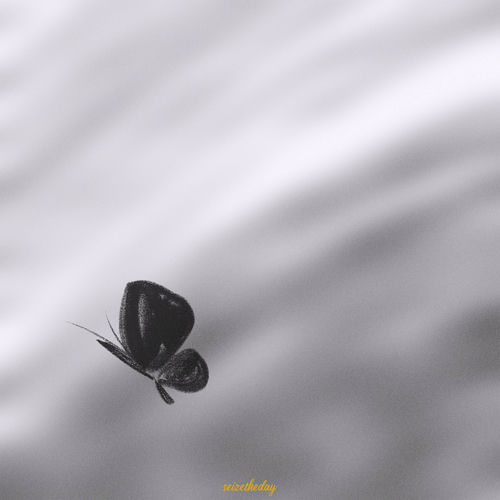 seizetheday – Like a butterfly – Single