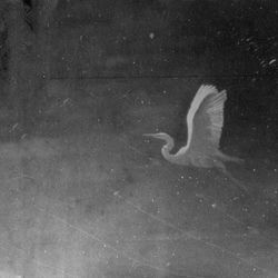 SINOPLE • la playlist • #1