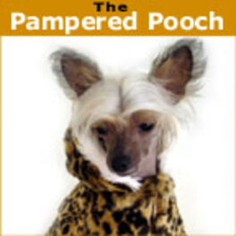 pampered pooch